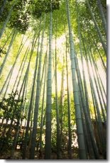 竹林